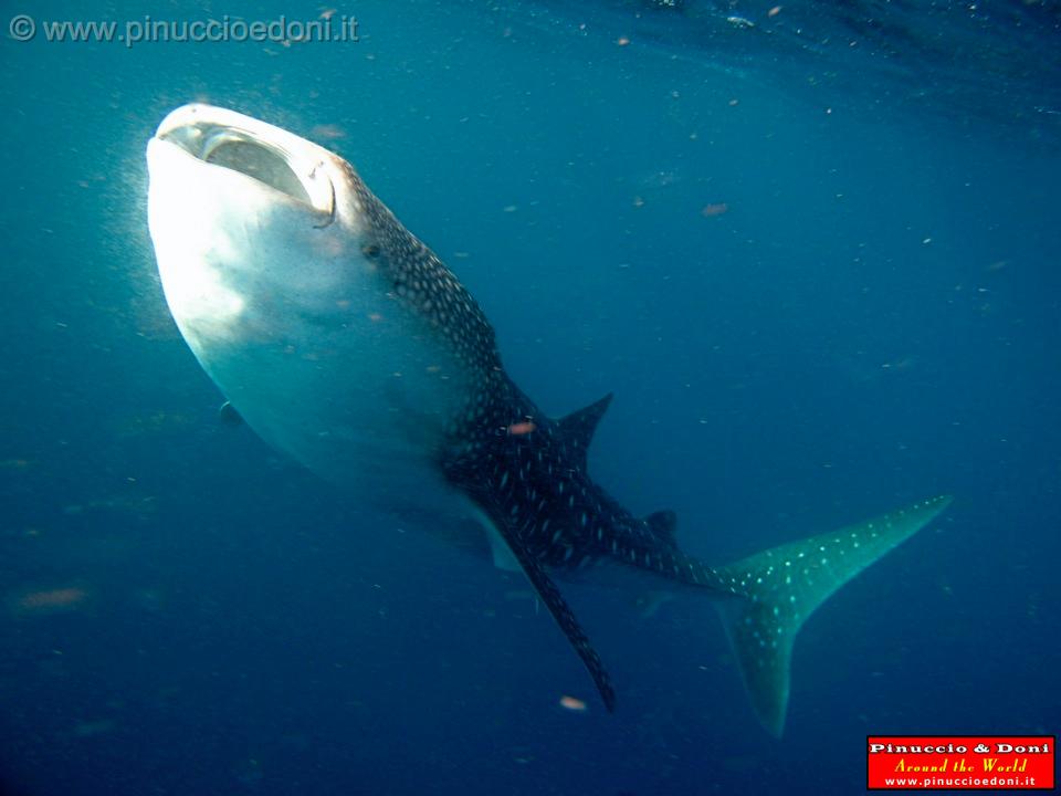 Djibouti - Whale Shark in the Gulf of Aden - 12.jpg